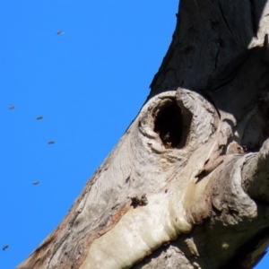 Apis mellifera at Stromlo, ACT - 17 Apr 2020