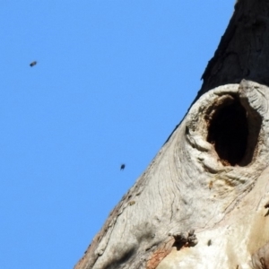 Apis mellifera at Stromlo, ACT - 17 Apr 2020 11:31 AM