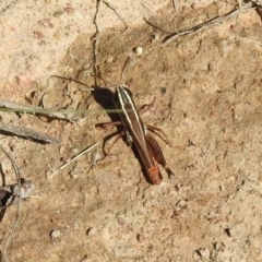 Macrotona australis (Common Macrotona Grasshopper) at Uriarra Recreation Reserve - 17 Apr 2020 by RodDeb