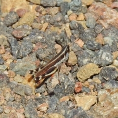 Macrotona australis at Stromlo, ACT - 17 Apr 2020