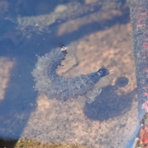 Dytiscidae (family) at Cook, ACT - 18 Apr 2020