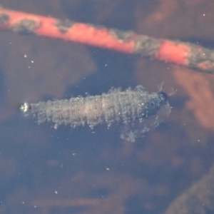 Dytiscidae (family) at Cook, ACT - 18 Apr 2020