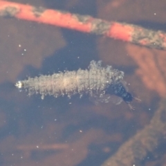 Dytiscidae (family) at Cook, ACT - 18 Apr 2020