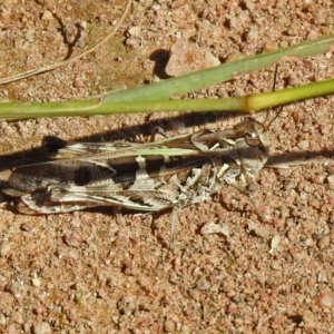 Oedaleus australis at Stromlo, ACT - 17 Apr 2020 11:37 AM