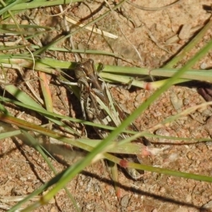 Oedaleus australis at Stromlo, ACT - 17 Apr 2020