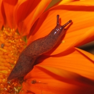 Deroceras reticulatum at Macarthur, ACT - 18 Apr 2020