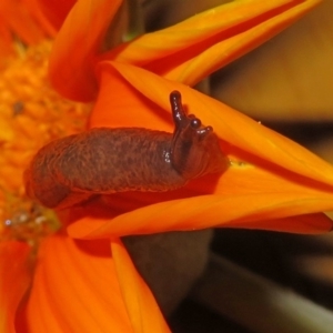 Deroceras reticulatum at Macarthur, ACT - 18 Apr 2020