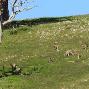 Macropus giganteus at Coree, ACT - 17 Apr 2020