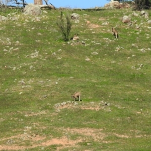 Macropus giganteus at Coree, ACT - 17 Apr 2020