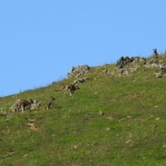 Macropus giganteus at Coree, ACT - 17 Apr 2020