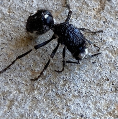Bothriomutilla rugicollis (Mutillid wasp or velvet ant) at Nanima, NSW - 15 Apr 2020 by 81mv