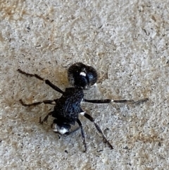 Bothriomutilla rugicollis at Nanima, NSW - 15 Apr 2020