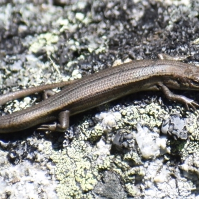 Pseudemoia entrecasteauxii (Woodland Tussock-skink) at Cotter River, ACT - 16 Nov 2019 by BrianLR