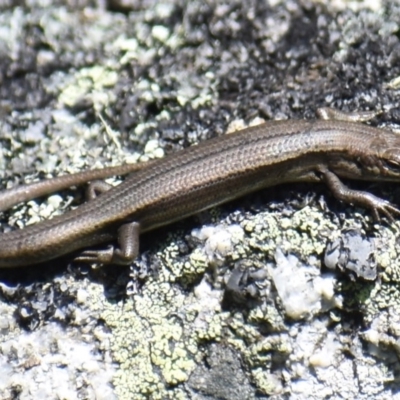 Pseudemoia entrecasteauxii (Woodland Tussock-skink) at Cotter River, ACT - 16 Nov 2019 by BrianHerps