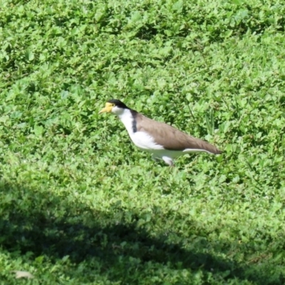 Vanellus miles (Masked Lapwing) at Uriarra Recreation Reserve - 17 Apr 2020 by RodDeb