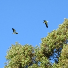 Vanellus miles at Stromlo, ACT - 17 Apr 2020