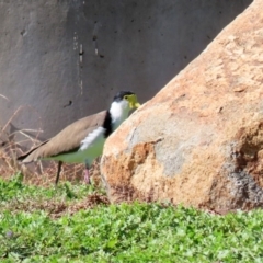 Vanellus miles at Stromlo, ACT - 17 Apr 2020