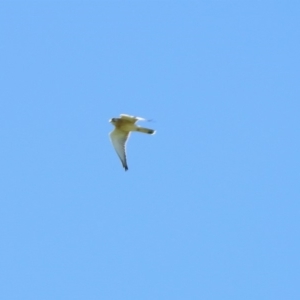 Falco cenchroides at Stromlo, ACT - 17 Apr 2020 11:33 AM