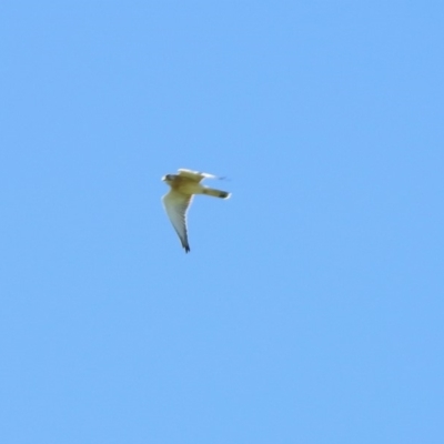 Falco cenchroides (Nankeen Kestrel) at Uriarra Recreation Reserve - 17 Apr 2020 by RodDeb