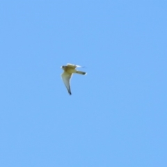 Falco cenchroides (Nankeen Kestrel) at Stromlo, ACT - 17 Apr 2020 by RodDeb