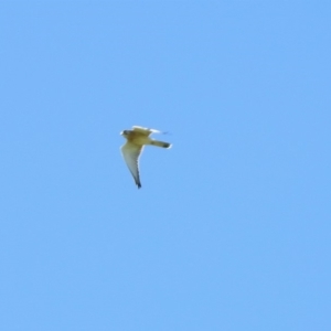 Falco cenchroides at Stromlo, ACT - 17 Apr 2020