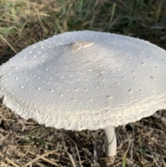 Macrolepiota sp. at Nanima, NSW - 18 Apr 2020 by 81mv