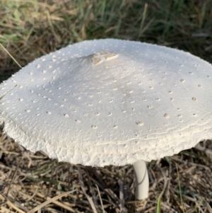 Macrolepiota sp. at Nanima, NSW - 19 Apr 2020