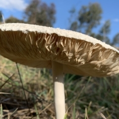 Macrolepiota sp. at Nanima, NSW - 19 Apr 2020