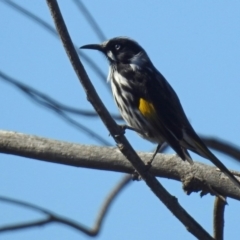 Phylidonyris novaehollandiae (New Holland Honeyeater) at Uriarra Recreation Reserve - 17 Apr 2020 by RodDeb