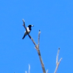 Cracticus nigrogularis (Pied Butcherbird) at Stromlo, ACT - 17 Apr 2020 by RodDeb