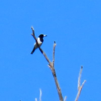 Cracticus nigrogularis (Pied Butcherbird) at Stromlo, ACT - 17 Apr 2020 by RodDeb