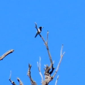 Cracticus nigrogularis at Stromlo, ACT - 17 Apr 2020