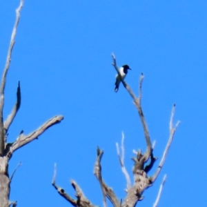 Cracticus nigrogularis at Stromlo, ACT - 17 Apr 2020