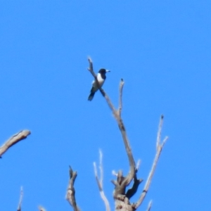 Cracticus nigrogularis at Stromlo, ACT - 17 Apr 2020