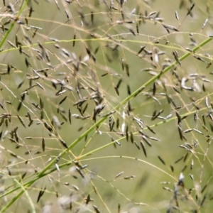 Eragrostis curvula at Stromlo, ACT - 17 Apr 2020