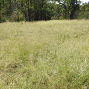 Eragrostis curvula at Stromlo, ACT - 17 Apr 2020