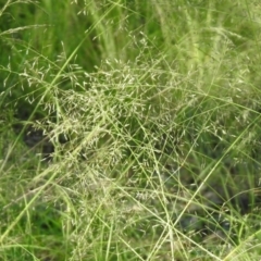 Eragrostis curvula at Stromlo, ACT - 17 Apr 2020