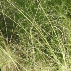 Eragrostis curvula at Stromlo, ACT - 17 Apr 2020