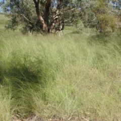 Eragrostis curvula at Stromlo, ACT - 17 Apr 2020