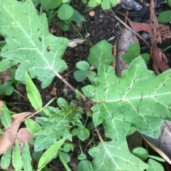Solanum prinophyllum at Bendalong, NSW - 19 Apr 2020