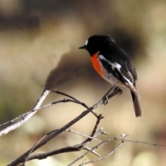 Petroica boodang (Scarlet Robin) at Uriarra Recreation Reserve - 17 Apr 2020 by RodDeb