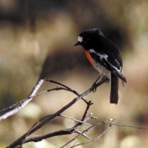 Petroica boodang at Stromlo, ACT - 17 Apr 2020