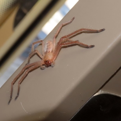 Delena cancerides (Social huntsman spider) at Uriarra Recreation Reserve - 17 Apr 2020 by RodDeb