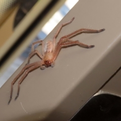 Delena cancerides (Social huntsman spider) at Stromlo, ACT - 17 Apr 2020 by RodDeb