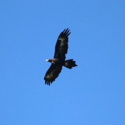 Aquila audax (Wedge-tailed Eagle) at Coree, ACT - 17 Apr 2020 by RodDeb