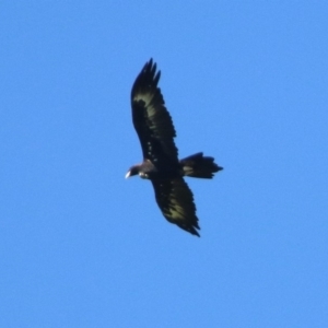 Aquila audax at Coree, ACT - 17 Apr 2020 11:25 AM