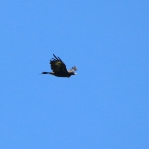 Aquila audax at Coree, ACT - 17 Apr 2020 11:25 AM