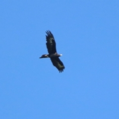 Aquila audax at Coree, ACT - 17 Apr 2020 11:25 AM