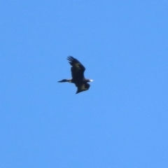 Aquila audax at Coree, ACT - 17 Apr 2020 11:25 AM