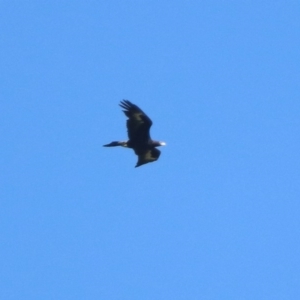 Aquila audax at Coree, ACT - 17 Apr 2020